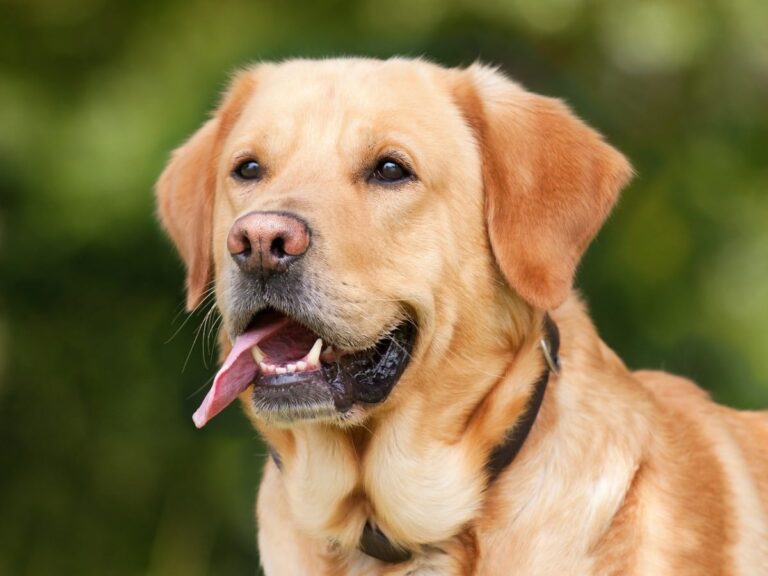 7 Common Health Issues in Labrador Retrievers and How to
Prevent Them