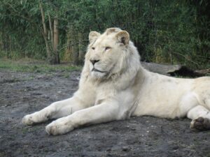 8 Incredibly Rare Albino Animals That Will Leave You
Awestruck