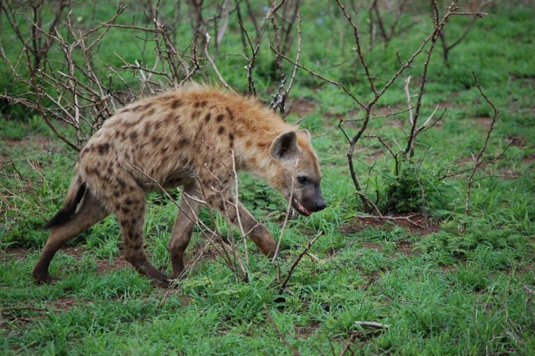 9 Animals That Clone Themselves And Defy Nature