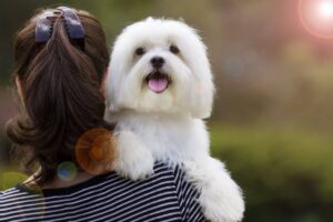 9 Best Dog Breeds For First-Time Owners Who Want A Forever
Friend