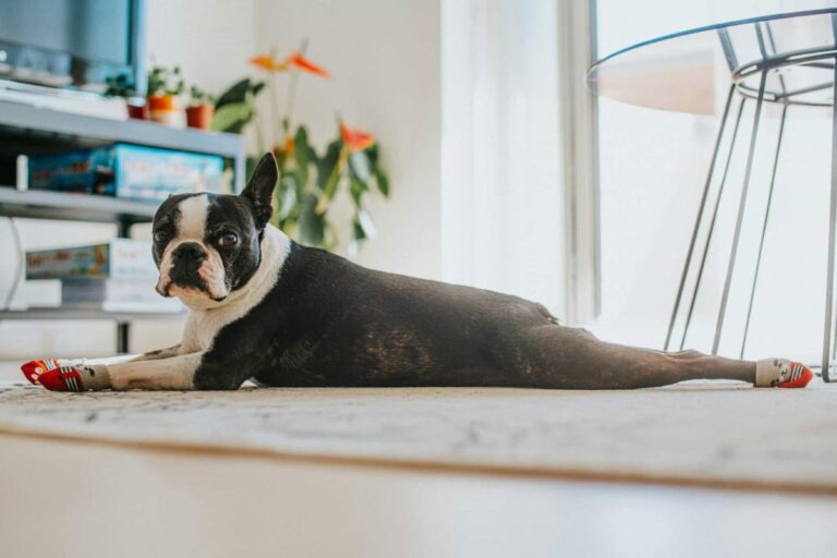 9 Calm And Adaptable Dog Breeds Perfect For Apartment
Living