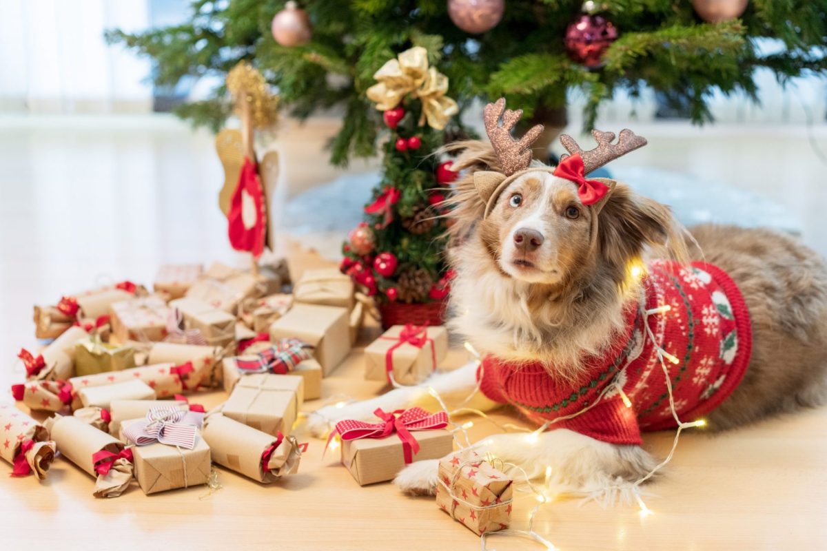 9 Creative Ways to Feature Your Dog in Your Christmas
Photos