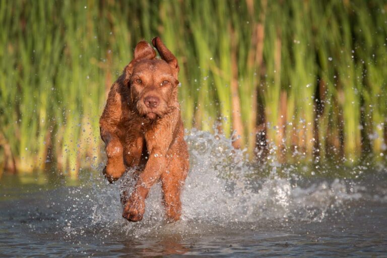 9 Dog Breeds Built For Speed And The Love Of Running