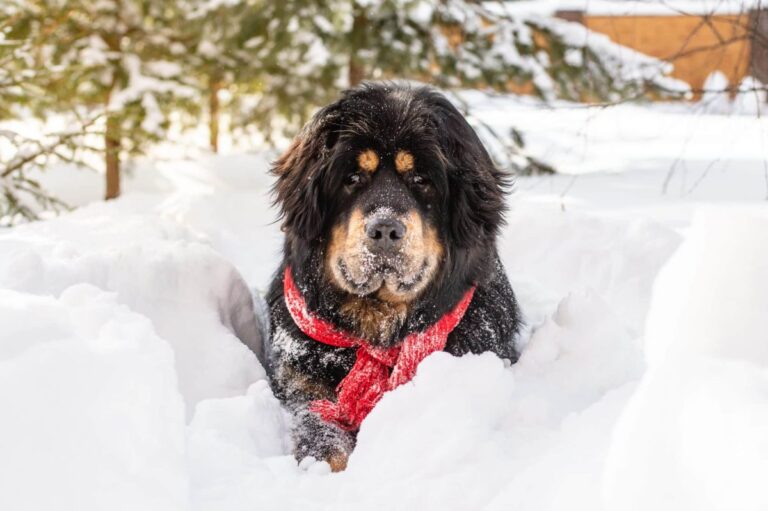 9 Dog Breeds That Thrive in Cold Weather (and Love Winter
Adventures!)