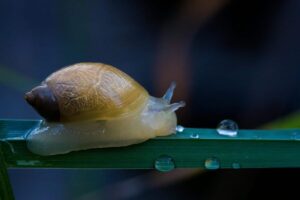 9 Gender-Bending Species That Redefine The Rules Of
Nature