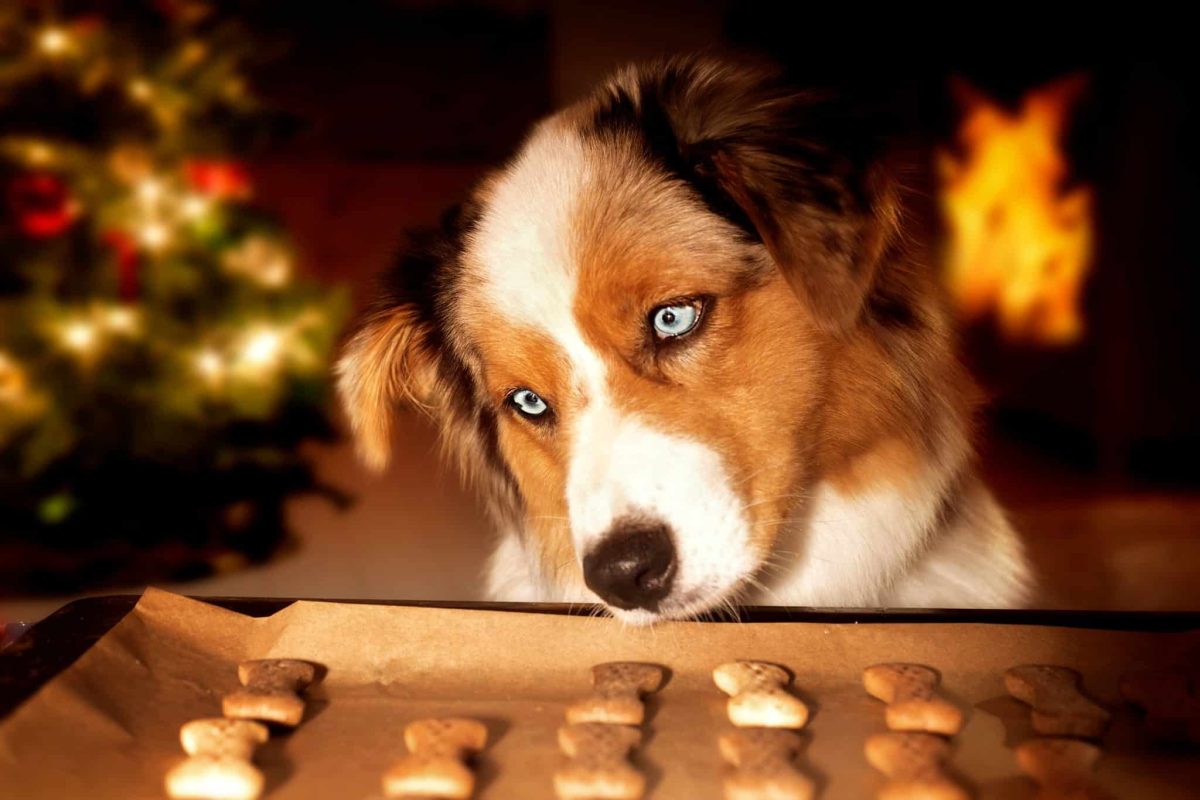 9 Homemade Christmas Treat Recipes Your Dog Will Beg You to
Make