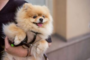 9 Irresistibly Cuddly Dog Breeds That Will Melt Your
Heart