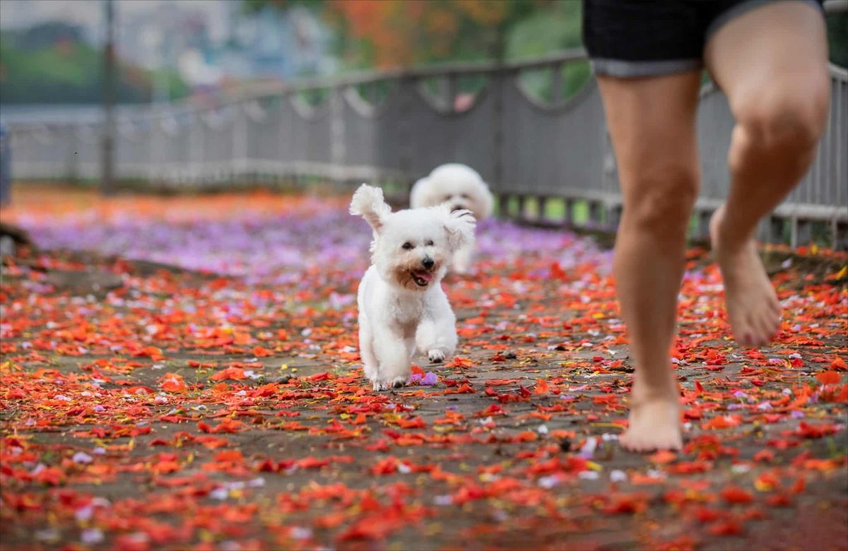 9 Signs Your Dog Is The Happiest And Most Devoted Pup
Around