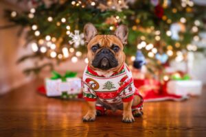 9 Simple Ways to Keep Your Dog Safe and Happy This Holiday
Season