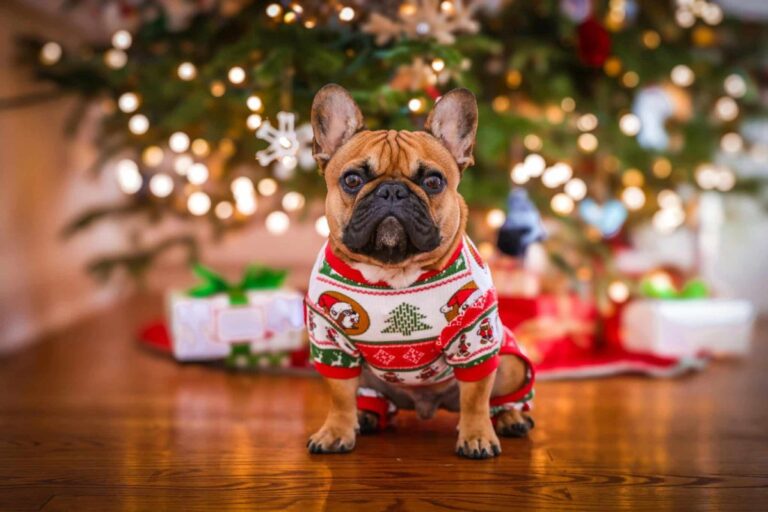 9 Simple Ways to Keep Your Dog Safe and Happy This Holiday
Season