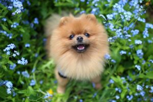 9 Small But Mighty Dog Breeds That Prove Love Knows No
Size