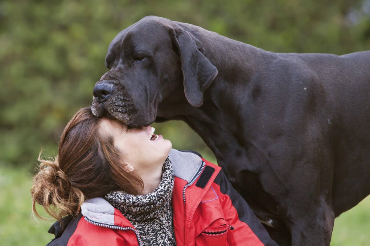 9 Sweet and Gentle Signs Your Dog Sees You as Their Best
Friend