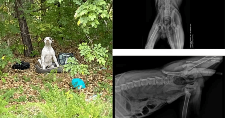 Abandoned Dog Waits Alone in the Woods with All His
Belongings