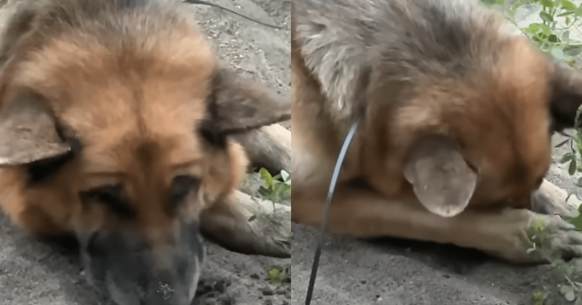 Abandoned German Shepherd with Zip-tied Mouth Now Fights
Cancer