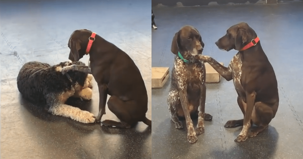 Adorable Dog Steals the Show at Daycare by Petting Other
Dogs