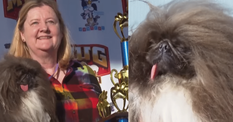 Adorable Pekingese Takes Home ‘World’s Ugliest Dog’ Title
and Wins Hearts