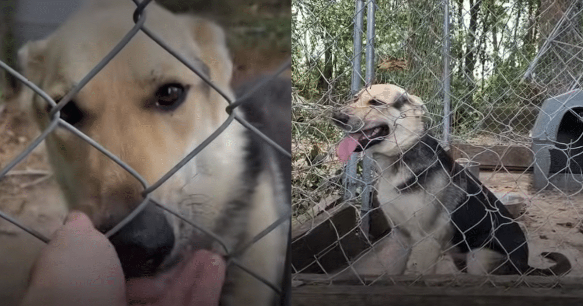 After 4-Years in a Backyard Pen, Dog Experiences Freedom for
the First Time