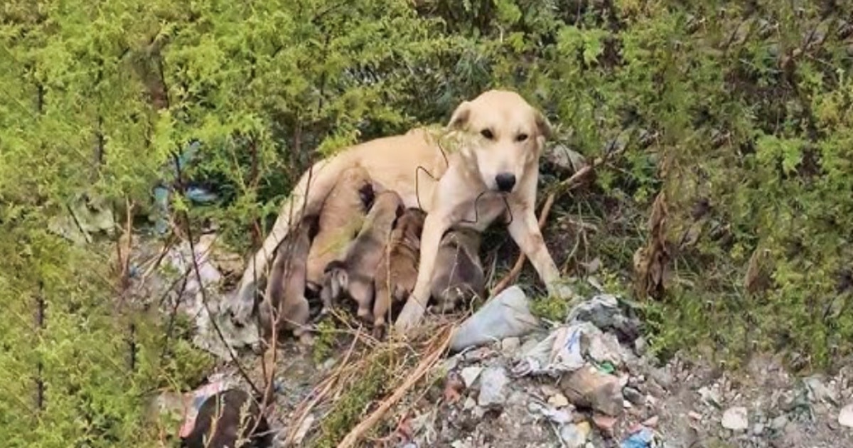 As Man Passed A Local Dump, A Piercing Cry Broke Through The
Hum Of The Road