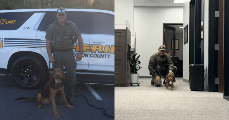 Autistic Boy Finds His Way Home Thanks to Dedicated K9
Bloodhound