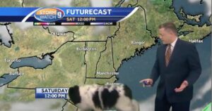 Big Floofy Dog Wanders Into Live Weather Broadcast And
Steals The Spotlight