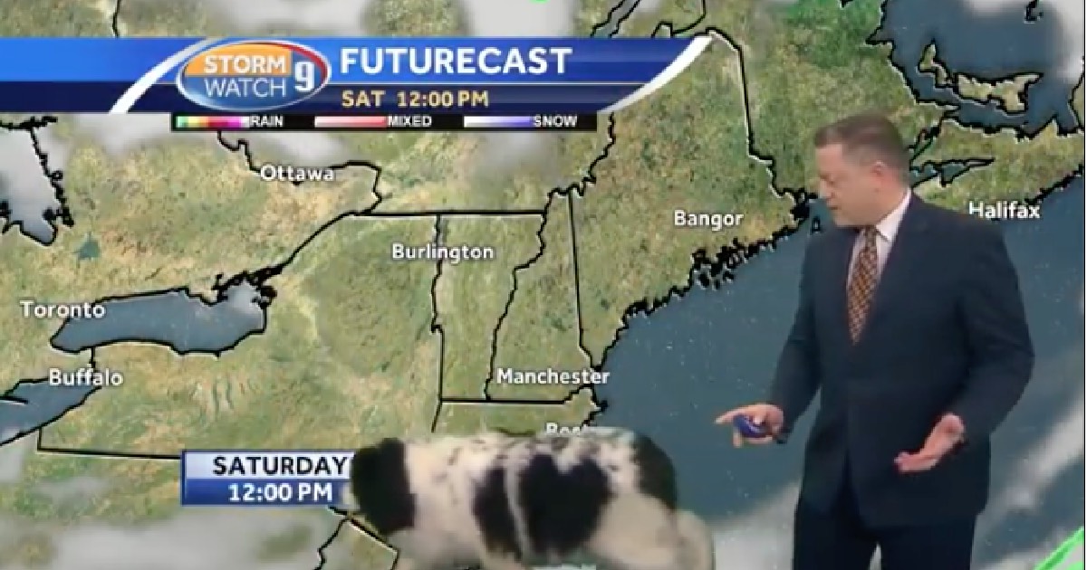 Big Floofy Dog Wanders Into Live Weather Broadcast And
Steals The Spotlight