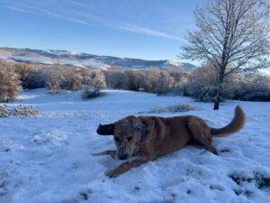 Lava playing in the snow