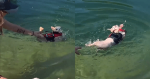 Chihuahua’s Hilarious Swimming Style Proves He’s Still
Perfecting His Form