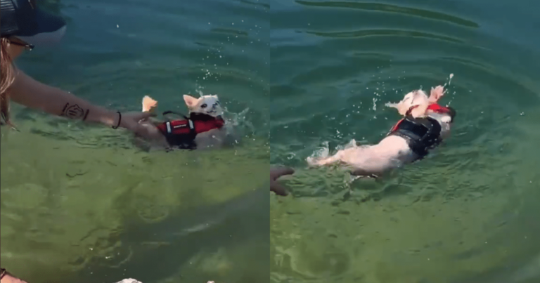 Chihuahua’s Hilarious Swimming Style Proves He’s Still
Perfecting His Form