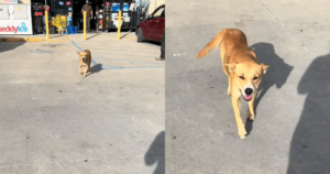 Couple Finds More Than Ice at Dollar Store—They Save a Dog
in Need