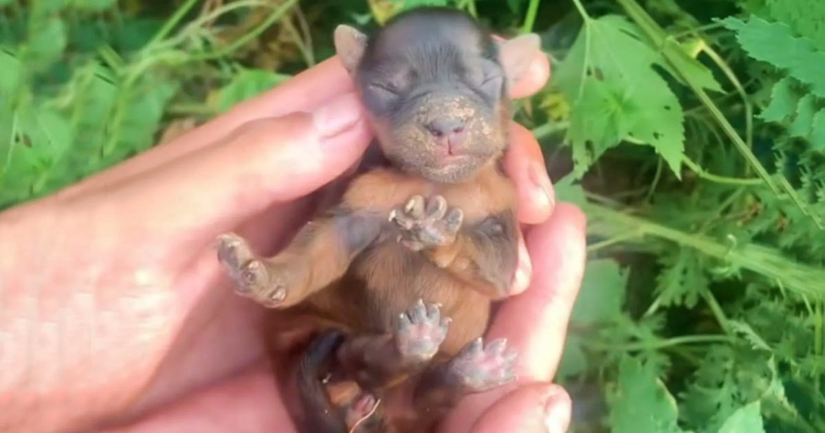 Couple Paused Their Walk To Comb Through Bushes For Crying
Critter