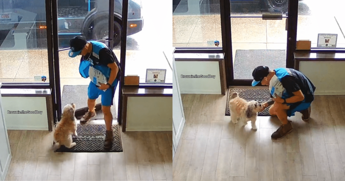 Delivery Driver Can’t Hide His Reaction to Shop Dog’s Warm
Welcome