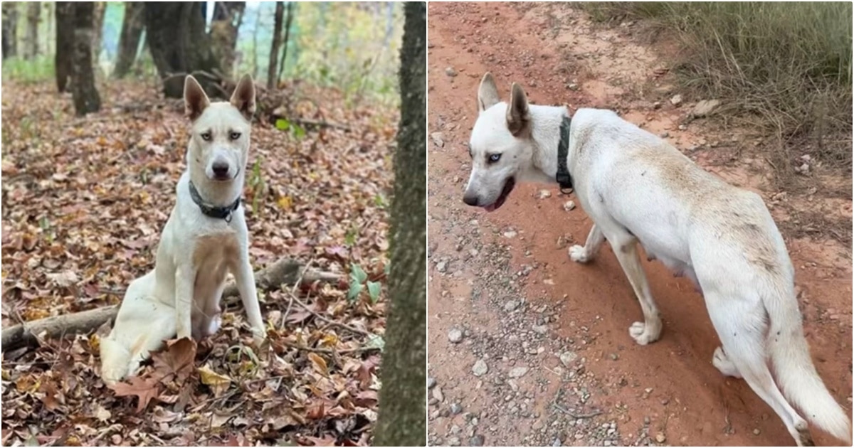 Dog Asks Couple To Stay Close Behind As She Leads Them
Through The Woods