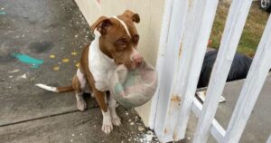 Dog Barred From Playground Finds A Way To Say He’s
Sorry