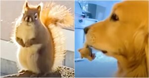 Dog Gives Red Squirrel A New Gift Every Day, Squirrel
Returns With ‘Special Gift’