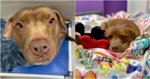 Dog In Shelter For A Thousand Days Hears The Words He’s Been
Waiting For