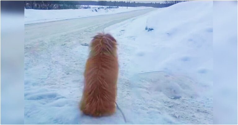 Dog Kept Close Watch, Certain Her Owner Was Headed This
Way