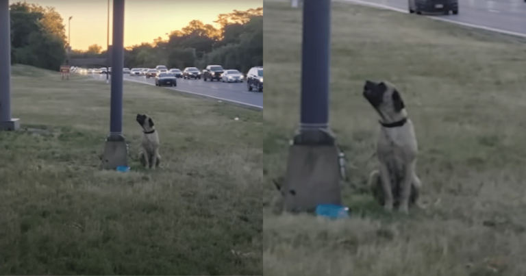 Dog Left Tied to Pole by Highway with a Note That Explains
Everything