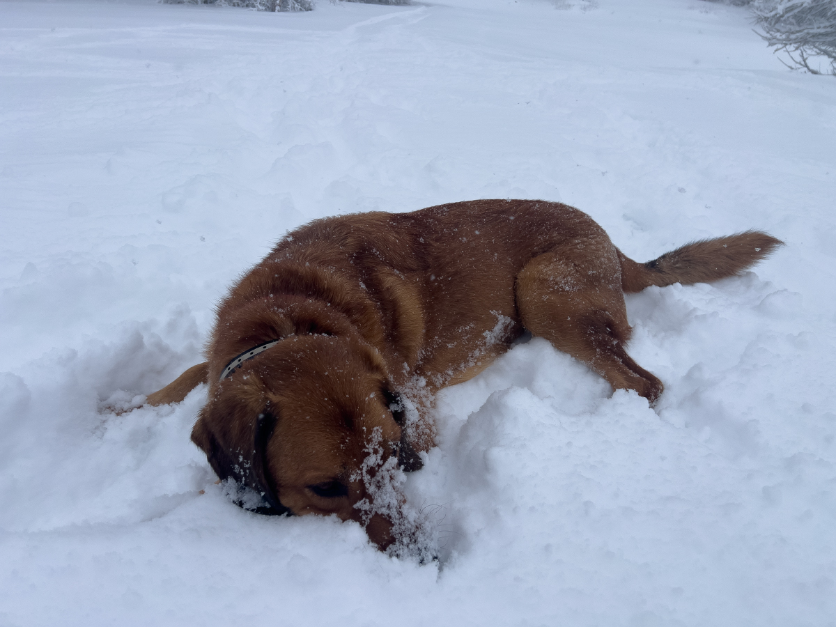 Lava lying on the snow