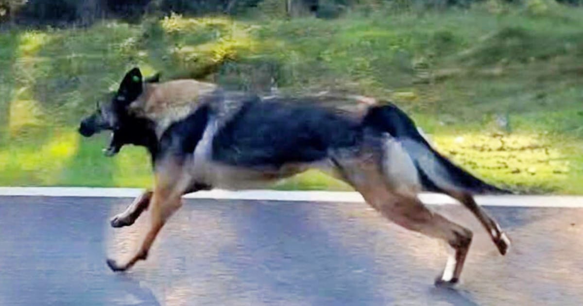 Dog Ran With Long Strides To Catch His Owner But It Was All
A Waste