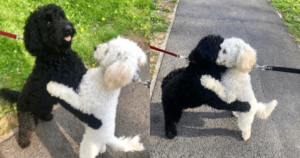 Dog Siblings Reunite By Chance on Street and Recognize Each
Other