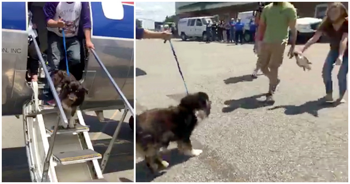 Dog Stepped Off Plane And Sees Her Humans Again After Being
Lost For 2-Years