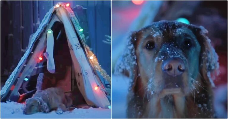 Dog Waits On ‘Miracle Worker’ To Make Christmas Wish Come
True