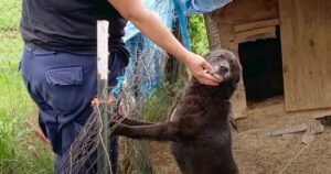 Dog ‘Bids Farewell’ To Patch Of Dirt He Was Confined To For
A Decade