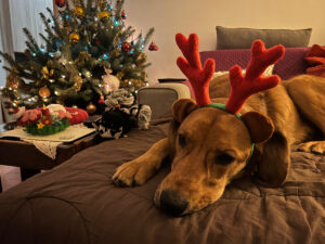 Lava with a Christmas headband lying on bed