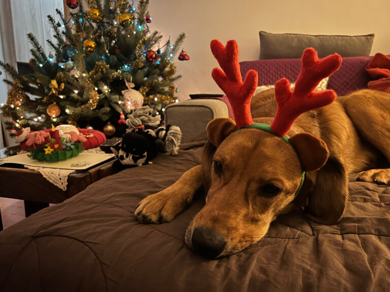 Dogs And Christmas: Is Lava a Grinch?