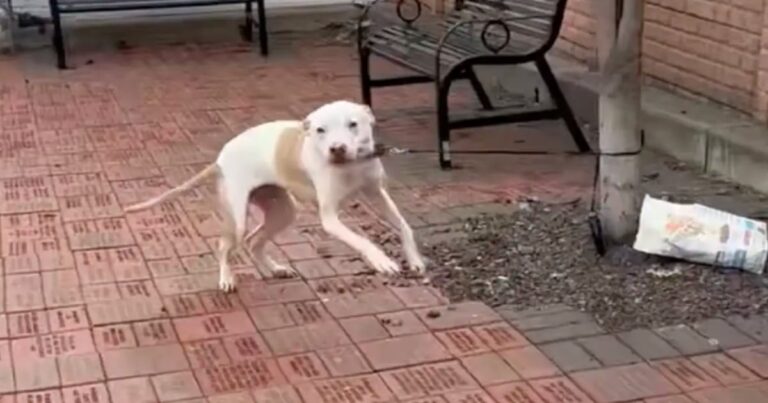 Dog’s Anticipation When He Sees Good People Coming Toward
Him