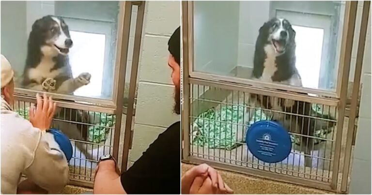 Dog’s Face When Family Comes To Shelter 240 Miles From
Home