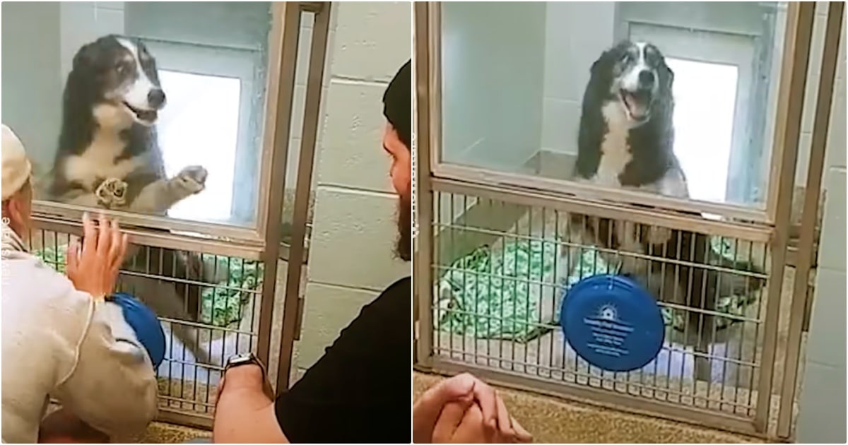 Dog’s Face When Family Comes To Shelter 240 Miles From
Home