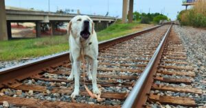 Dog’s Leash Pinned To Tracks As Oncoming Train Rushed
In