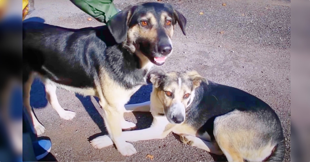 Dogs Of Chernobyl Rapidly Evolve Into The Ultimate New
Breed